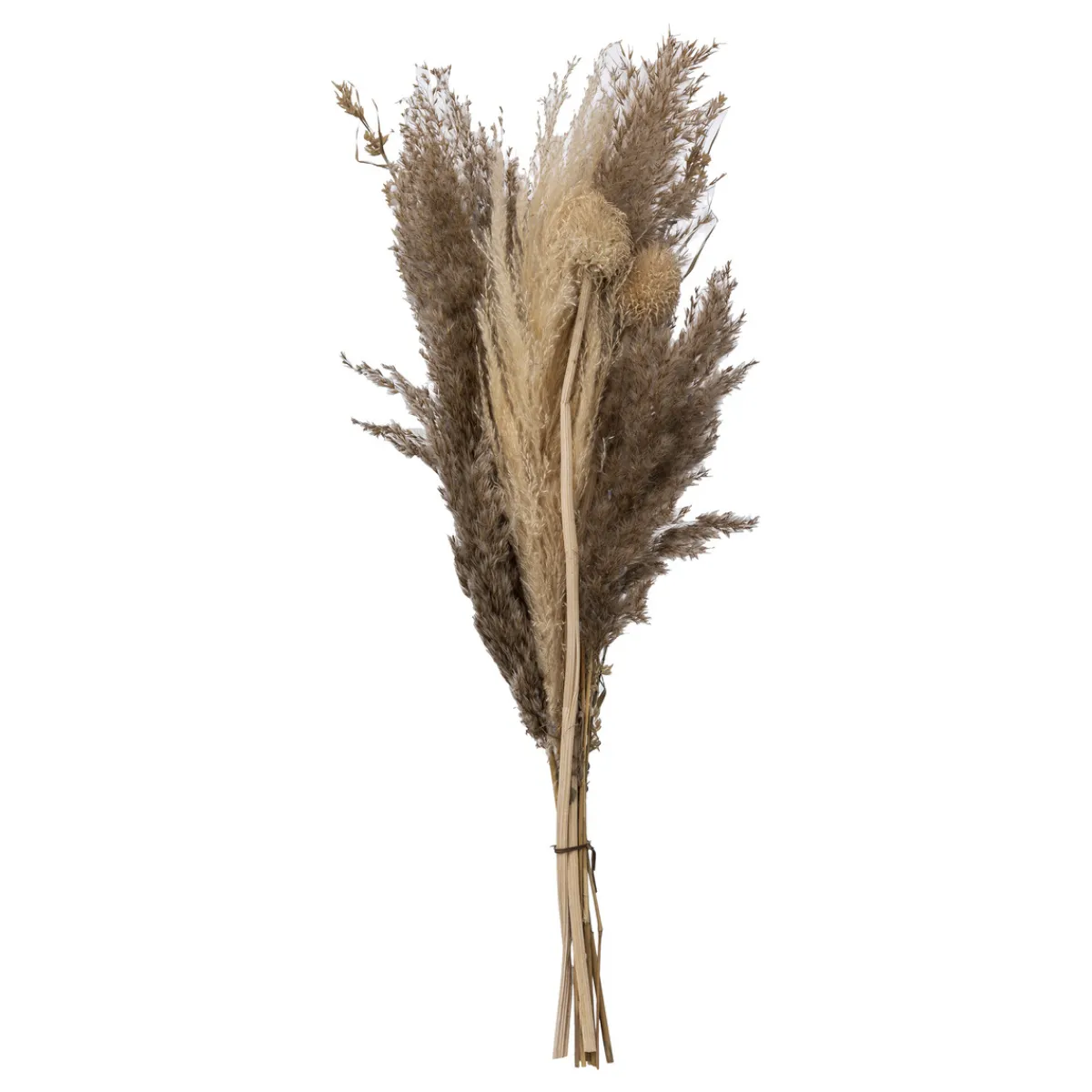 Atmosphera Fleurs Artificielles*Bouquet de pampas séchées "Ori" ModéleA