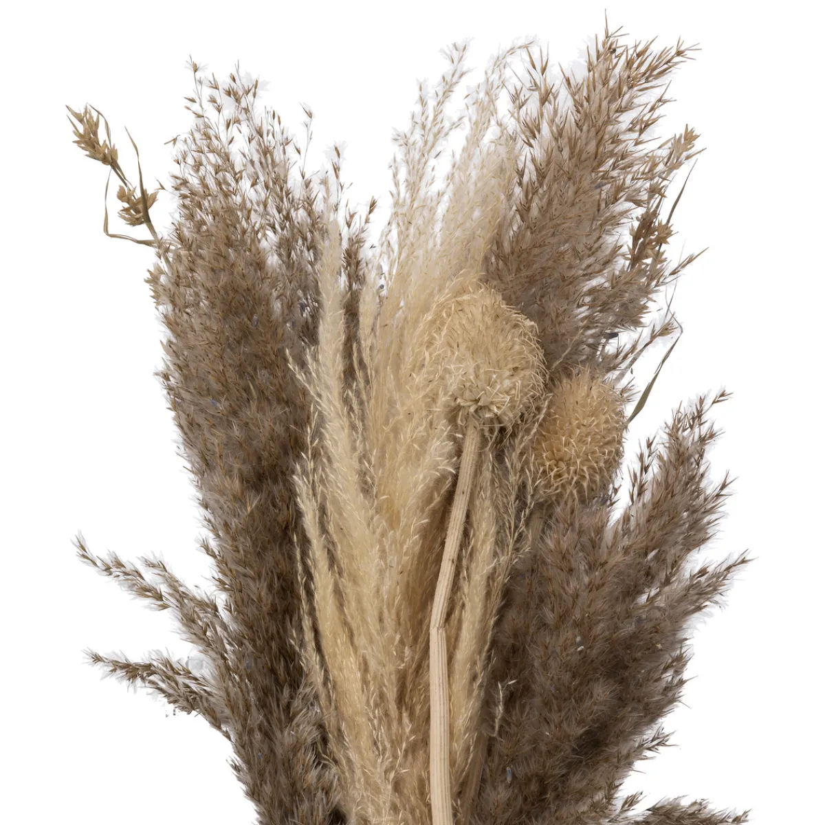 Atmosphera Fleurs Artificielles*Bouquet de pampas séchées "Ori" ModéleA