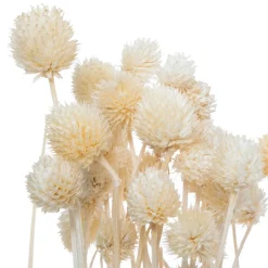 Atmosphera Fleurs Séchées*Bouquet de plantes séchées Blanc