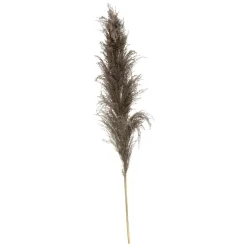 Atmosphera Fleurs Séchées*3 fleurs séchées "Pampa brune" Blanc