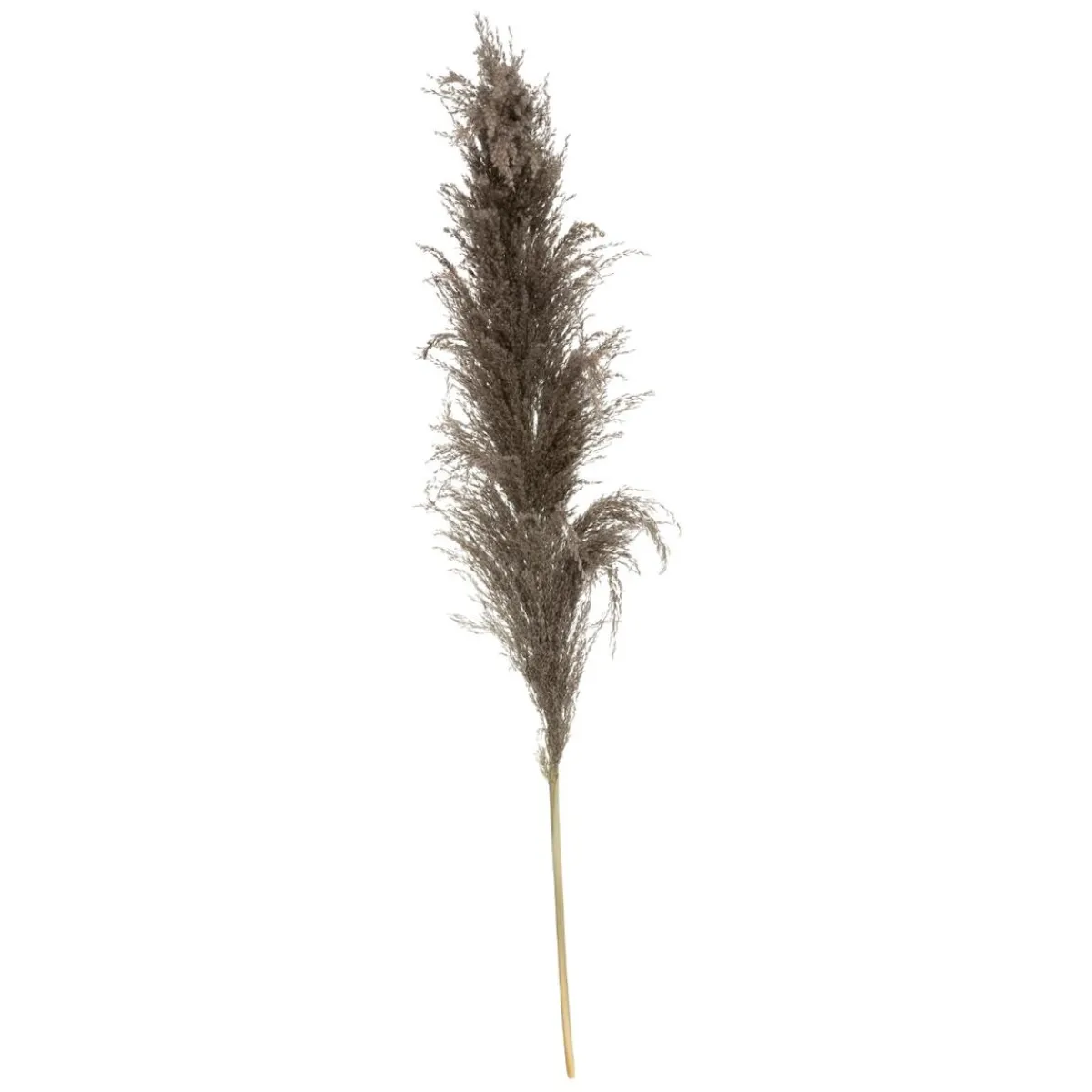 Atmosphera Fleurs Séchées*3 fleurs séchées "Pampa brune" Blanc