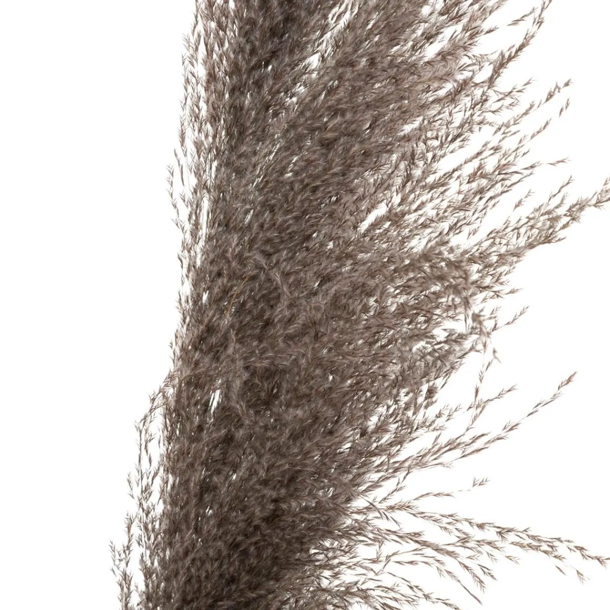 Atmosphera Fleurs Séchées*3 fleurs séchées "Pampa brune" Blanc