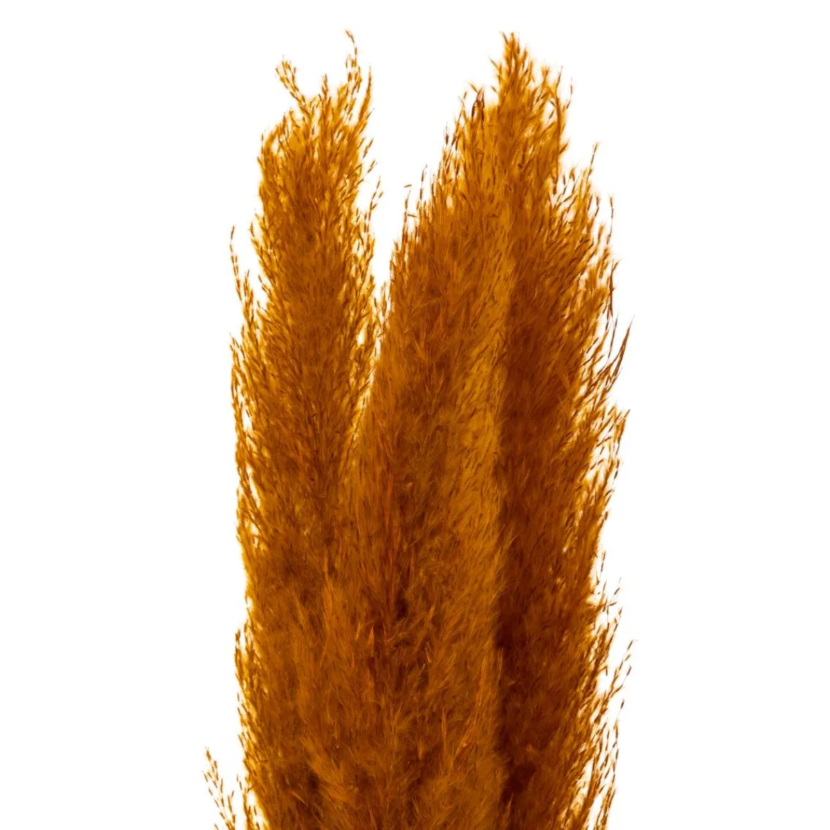 Atmosphera Fleurs Séchées*3 fleurs séchées "Pampa naturelle" Modèle1