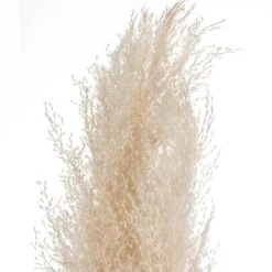 Atmosphera Fleurs Séchées*3 fleurs séchées "Pampa naturelle" blancivoire